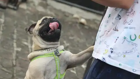 Adiestrador canino Can