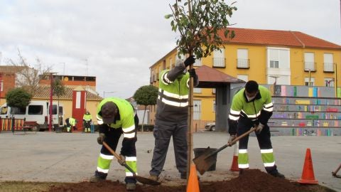 Plan de Arbolado 2021