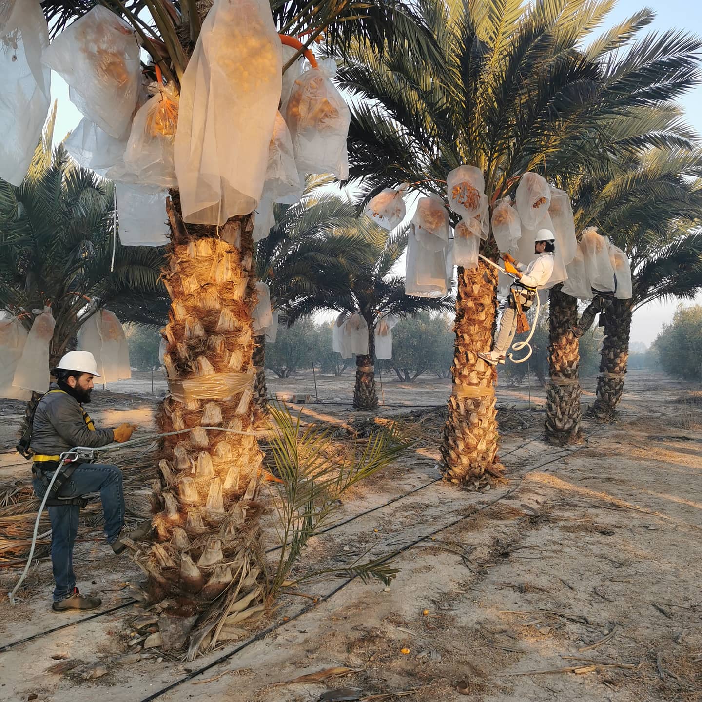 Nace en Elche la Asociación Productores de Dátiles para impulsar el cultivo del fruto propio del Palmeral Nace en Elche la Asociación Productores de Dátiles para impulsar el cultivo del fruto propio del Palmeral