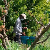 Sindicatos agrarios y alcaldes de zonas frutícolas cuestionan la orden del Gobierno de Aragón Sindicatos agrarios y alcaldes de zonas frutícolas cuestionan la orden del Gobierno de Aragón