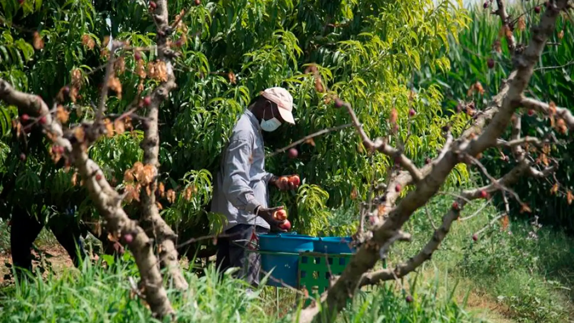 Sindicatos agrarios y alcaldes de zonas frutícolas cuestionan la orden del Gobierno de Aragón 