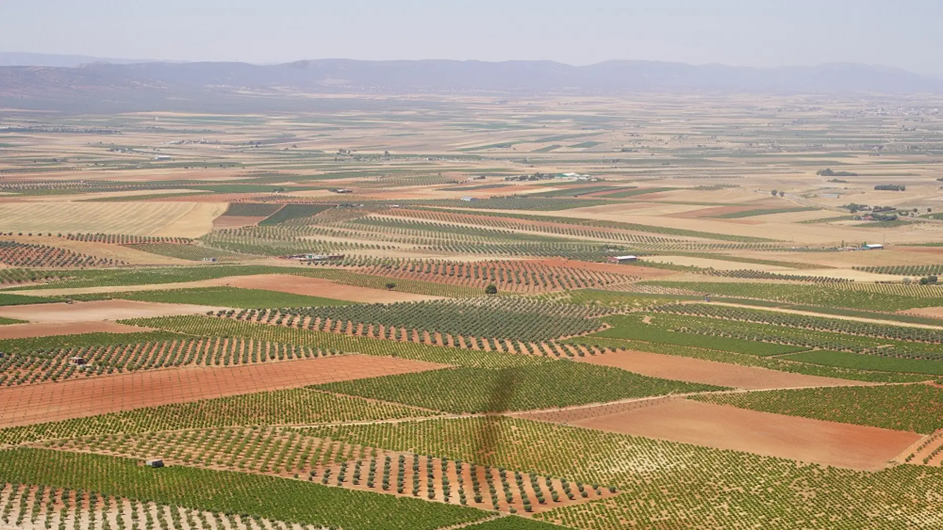 La Mancha cuenta con 154.000 hectáreas de un viñedo cada vez más diversificado