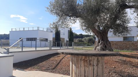 VINO ECOL&Oacute;GICO