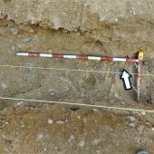 Restos óseos hallados durante una intervención arqueológica en Fuentes de Andalucía 