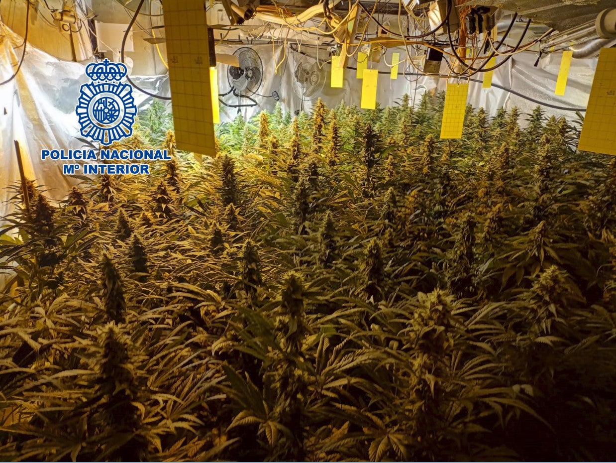 Detenida una pareja en Vila-real por una plantación de 400 plantas de marihuana en su vivienda Detenida una pareja en Vila-real por una plantación de 400 plantas de marihuana en su vivienda