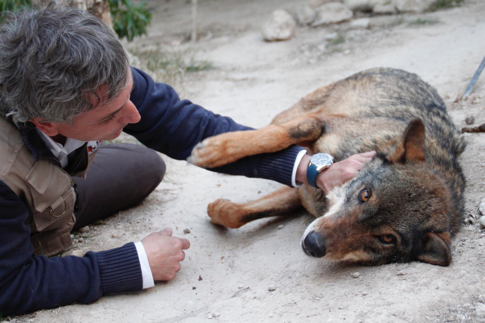 España prohibirá la caza del lobo, te lo contamos en Más de uno Alicante España prohibirá la caza del lobo, te lo contamos en Más de uno Alicante