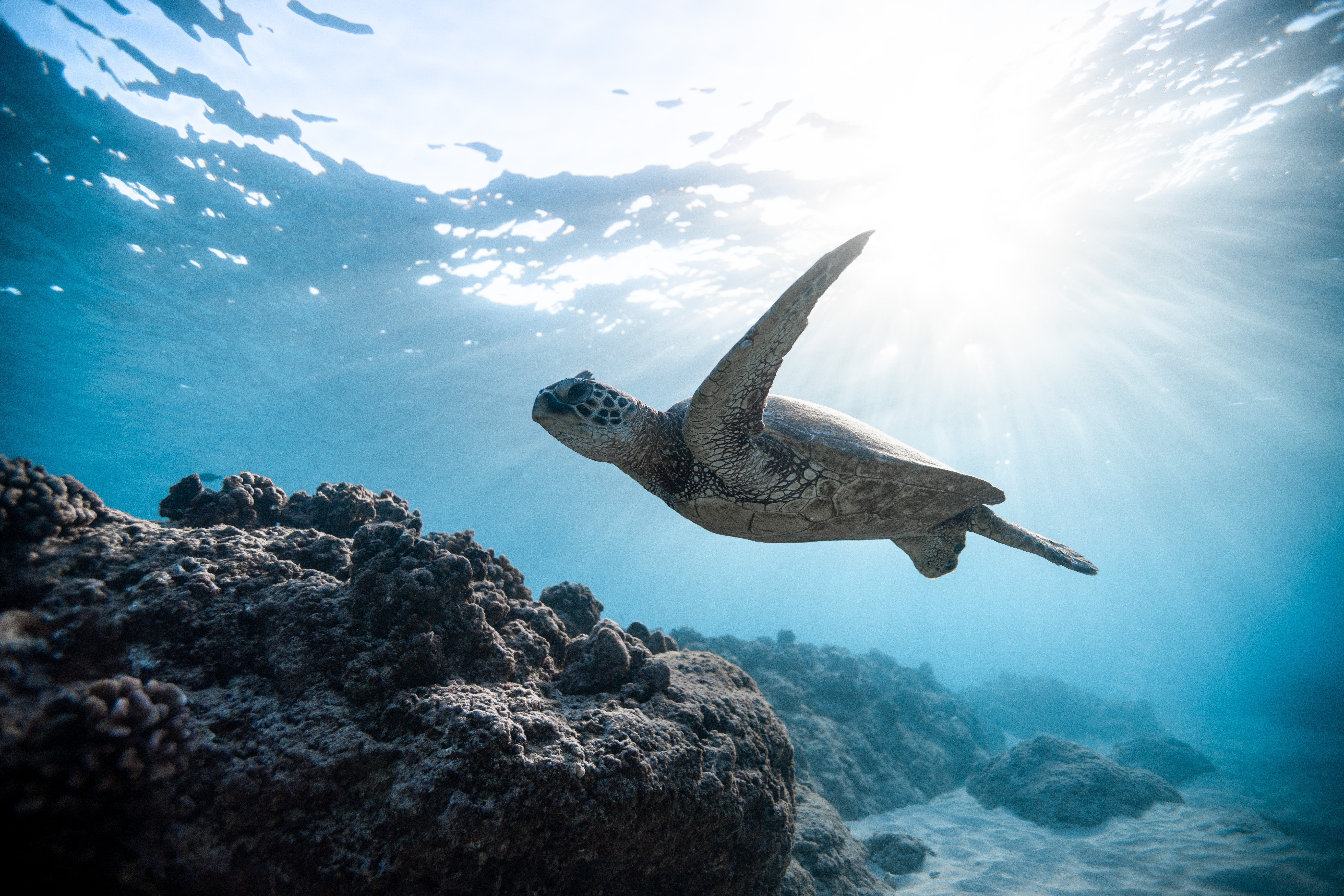 Señales del fin del mundo: El viaje de 6.000 kilómetros de una tortuga Señales del fin del mundo: El viaje de 6.000 kilómetros de una tortuga