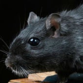 Imagen de archivo de una rata