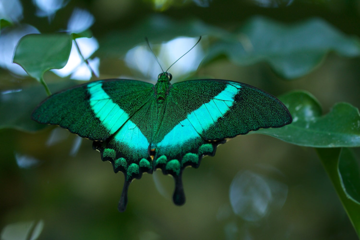 La biblioteca de Manzanares lleva a cabo un taller para que los niños descubran el mundo de los insectos La biblioteca de Manzanares lleva a cabo un taller para que los niños descubran el mundo de los insectos
