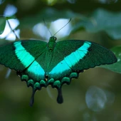 Proponen sistematizar los muestreos de insectos para comprender y evitar su desaparicion Proponen sistematizar los muestreos de insectos para comprender y evitar su desaparicion