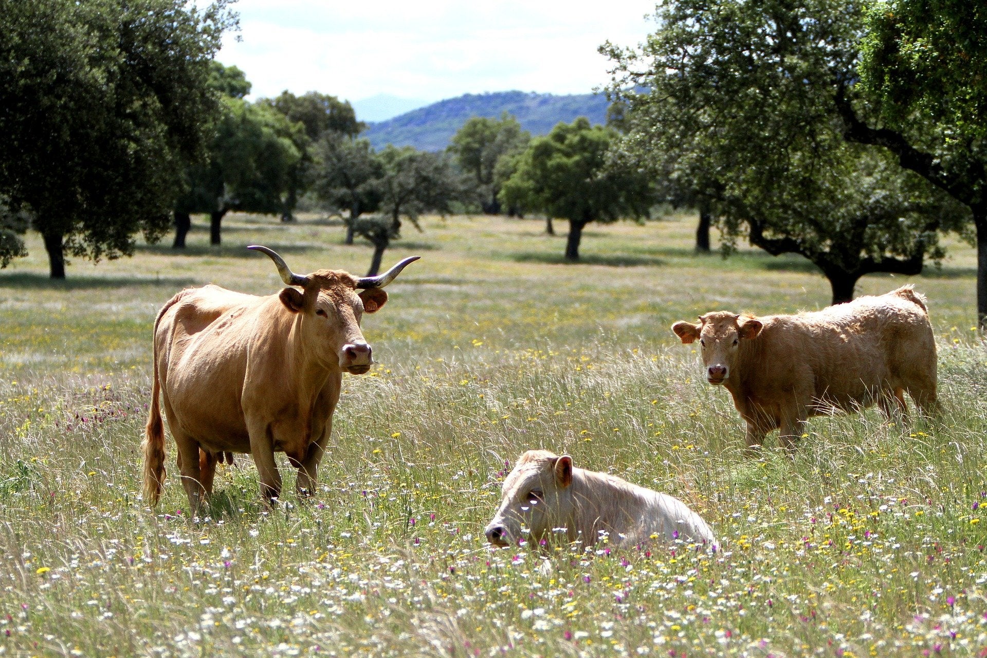 Dos de cada tres solicitudes únicas de la nueva PAC en Extremadura piden ecorregímenes Dos de cada tres solicitudes únicas de la nueva PAC en Extremadura piden ecorregímenes
