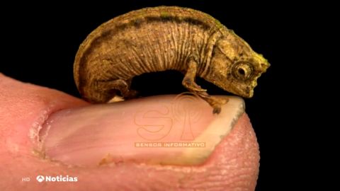 nanocamaleon