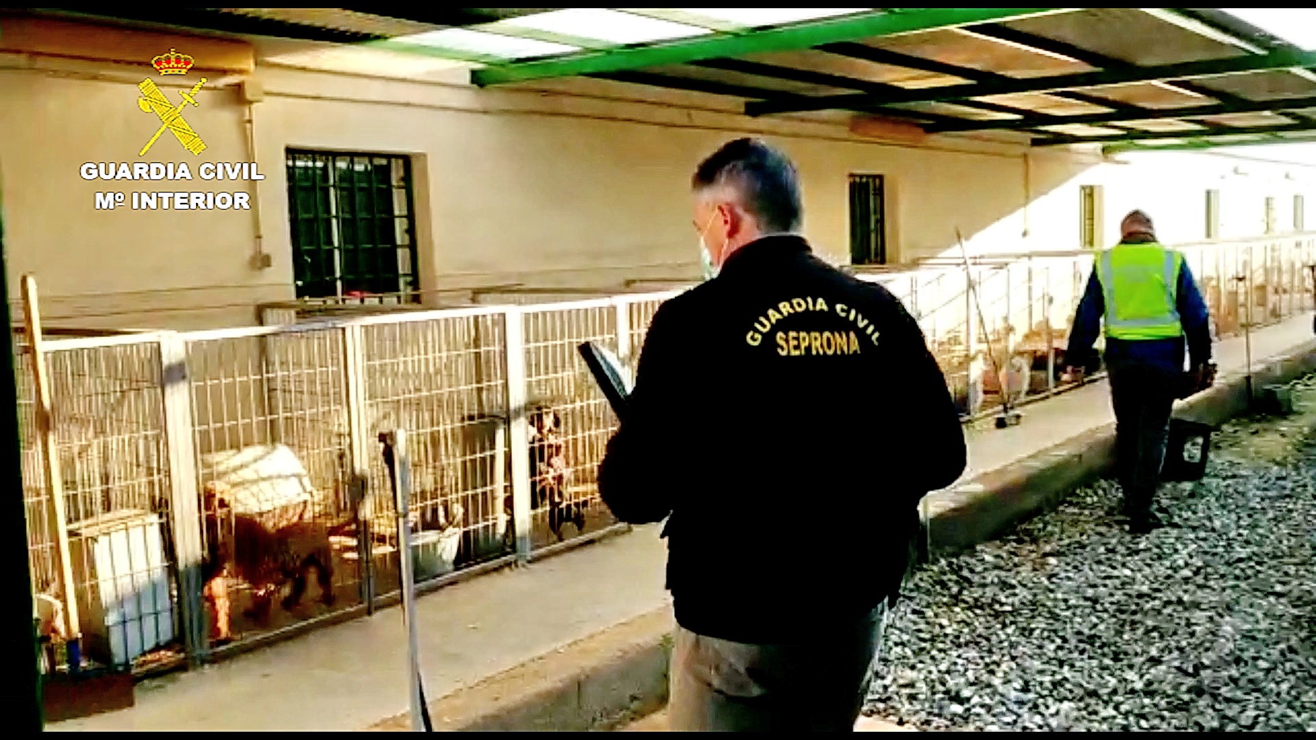 Detenidos un veterinario y un criador por cortar las cuerdas vocales a 10 perros Detenidos un veterinario y un criador por cortar las cuerdas vocales a 10 perros