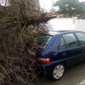 Medio Ambiente actúa en más de una treintena de incidencias por la caída de árboles o ramas esta madrugada