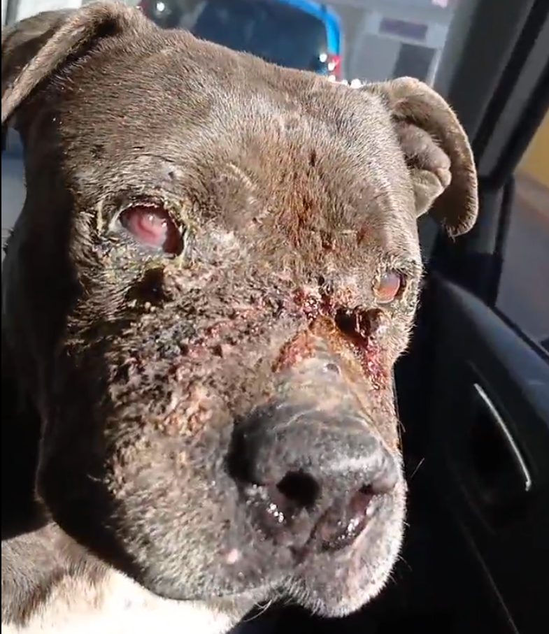 El milagro de la perra Cata: aparece tras un año desaparecida y ser utilizada para peleas de perros El milagro de la perra Cata: aparece tras un año desaparecida y ser utilizada para peleas de perros