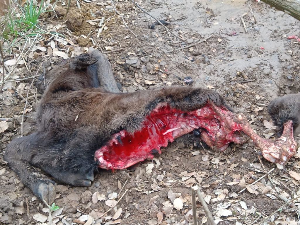 ASAJA PALENCIA denuncia un nuevo ataque de lobos en una ganadería de la provincia ASAJA PALENCIA denuncia un nuevo ataque de lobos en una ganadería de la provincia