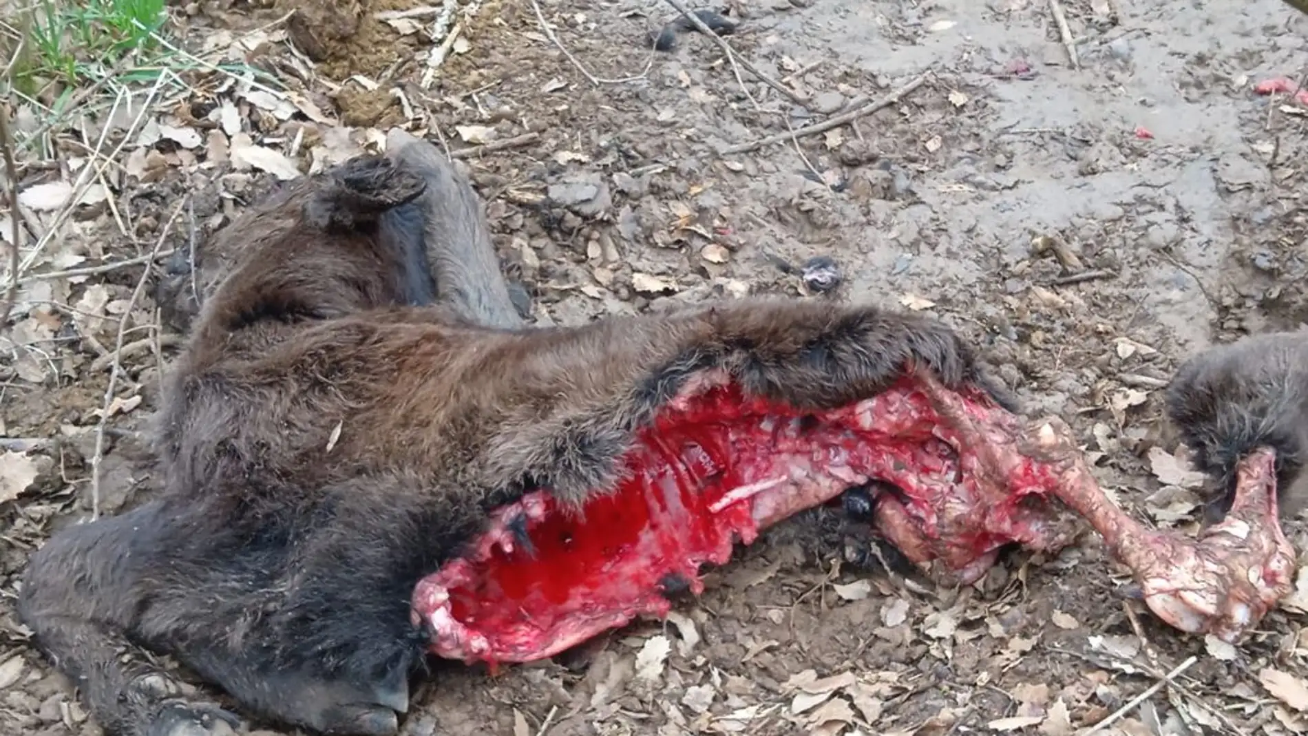 ASAJA PALENCIA denuncia un nuevo ataque de lobos en una ganadería de la provincia
