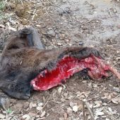 ASAJA PALENCIA denuncia un nuevo ataque de lobos en una ganadería de la provincia