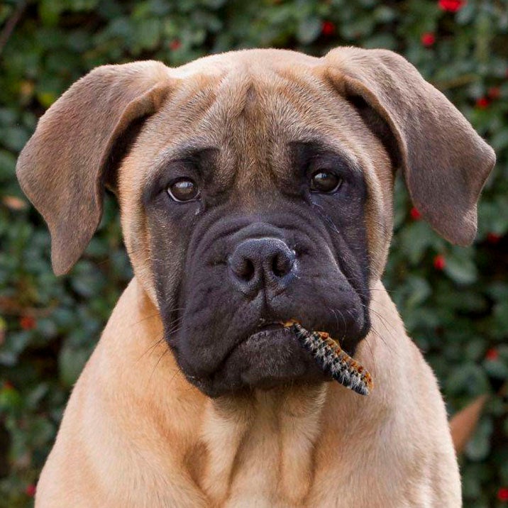 Hablamos con Ángel Osuna de este tema y del lenguaje con la mirada de nuestra mascota Hablamos con Ángel Osuna de este tema y del lenguaje con la mirada de nuestra mascota