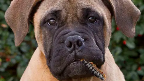 Hablamos con Ángel Osuna de este tema y del lenguaje con la mirada de nuestra mascota can