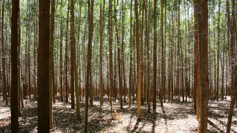 Imagen de archivo de un bosque de eucaliptos Imagen de archivo de un bosque de eucaliptos