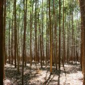 Imagen de archivo de un bosque de eucaliptos