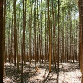 Imagen de archivo de un bosque de eucaliptos Imagen de archivo de un bosque de eucaliptos