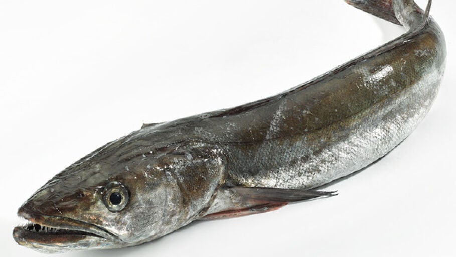 Merluza