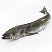 Merluza Merluza