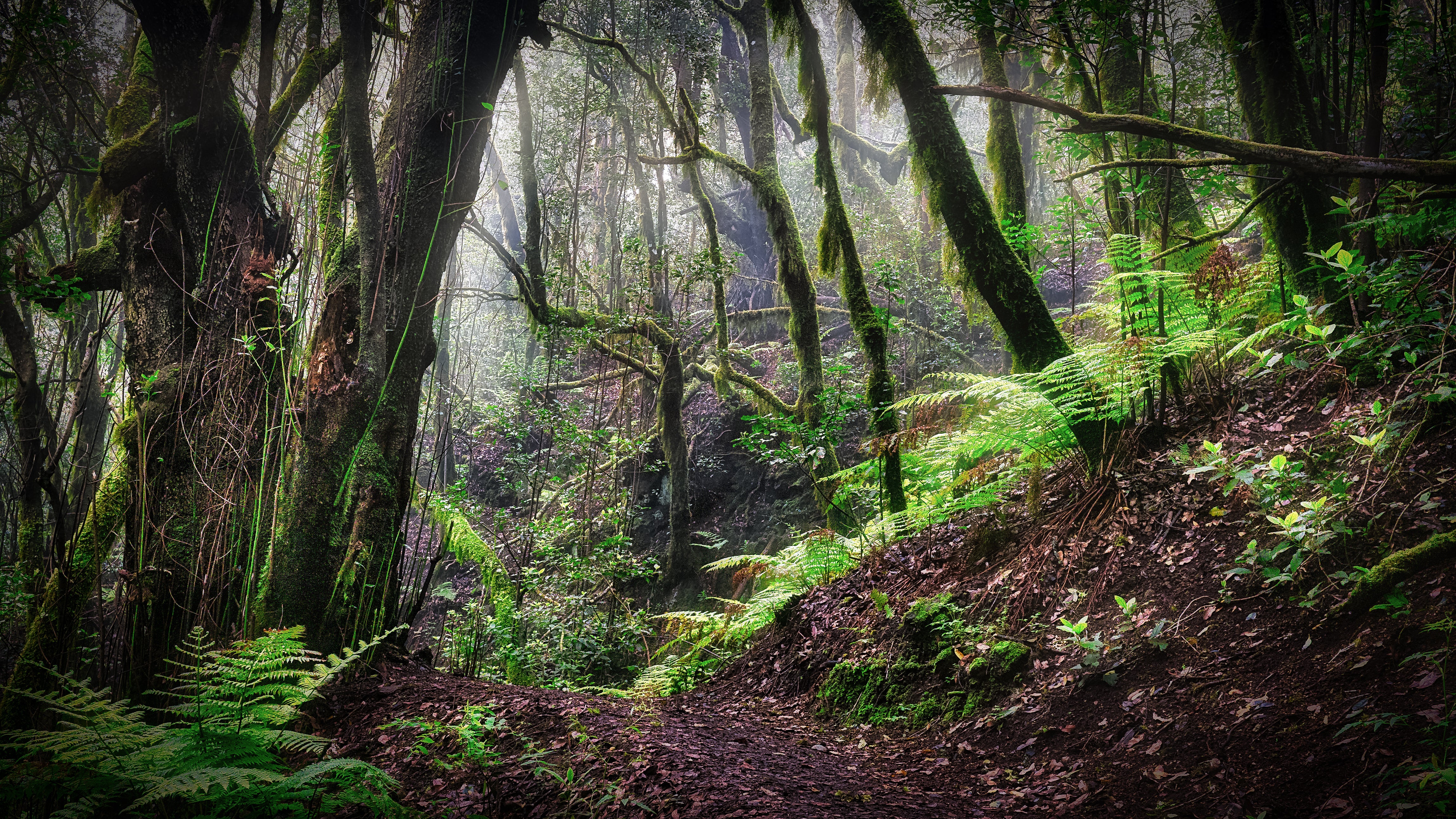 La provincia de Lugo, un territorio muy necesitado de restauración forestal La provincia de Lugo, un territorio muy necesitado de restauración forestal