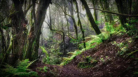 Los bosques europeos son cada vez mas vulnerables a los vientos incendios y plagas de insectos Los bosques europeos son cada vez mas vulnerables a los vientos incendios y plagas de insectos