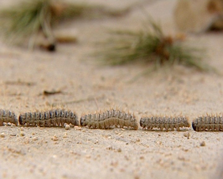 La procesionaria llega con fuerza este año debido a la reducción de los tratamientos preventivos con motivo de la pandemia La procesionaria llega con fuerza este año debido a la reducción de los tratamientos preventivos con motivo de la pandemia