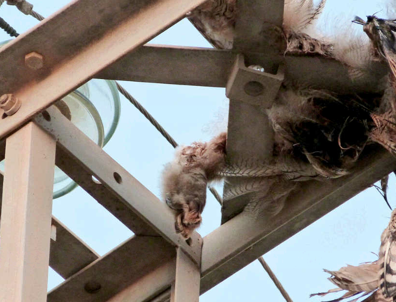 ANSE denuncia ante la Fiscalía la electrocución de 933 aves, la mayor parte de ellas protegidas ANSE denuncia ante la Fiscalía la electrocución de 933 aves, la mayor parte de ellas protegidas
