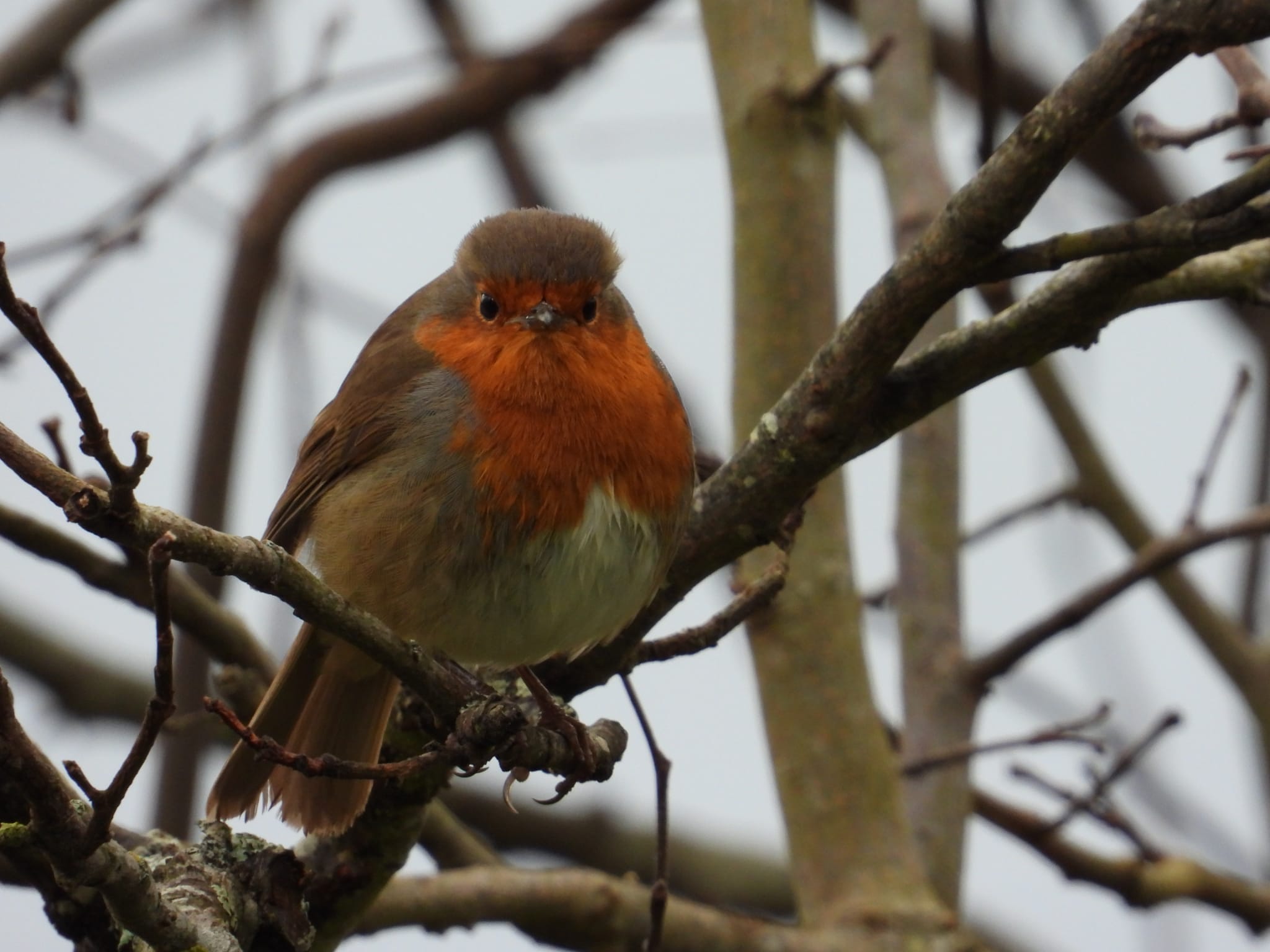HÁBITAT, EL PETIRROJO HÁBITAT, EL PETIRROJO