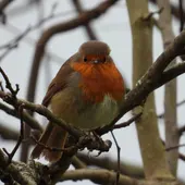 El Petirrojo El Petirrojo