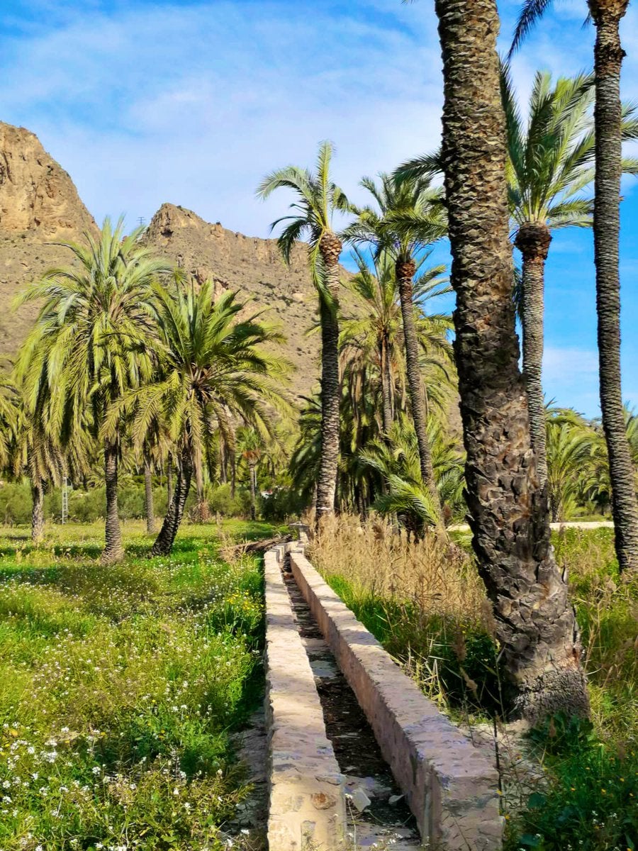 Hoy hacemos historia para hablar de Palmeral de Orihuela Hoy hacemos historia para hablar de Palmeral de Orihuela