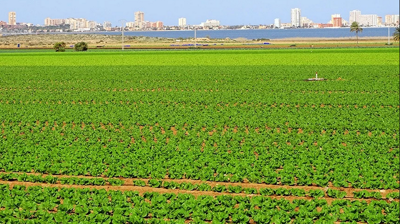 "Buena parte de la solución del Mar Menor pasa por extraer agua del acuífero del Campo de Cartagena" "Buena parte de la solución del Mar Menor pasa por extraer agua del acuífero del Campo de Cartagena"