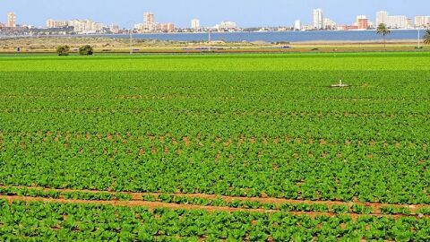 Agricultura campo de Cartagena
