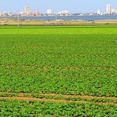 Agricultura campo de Cartagena Agricultura campo de Cartagena