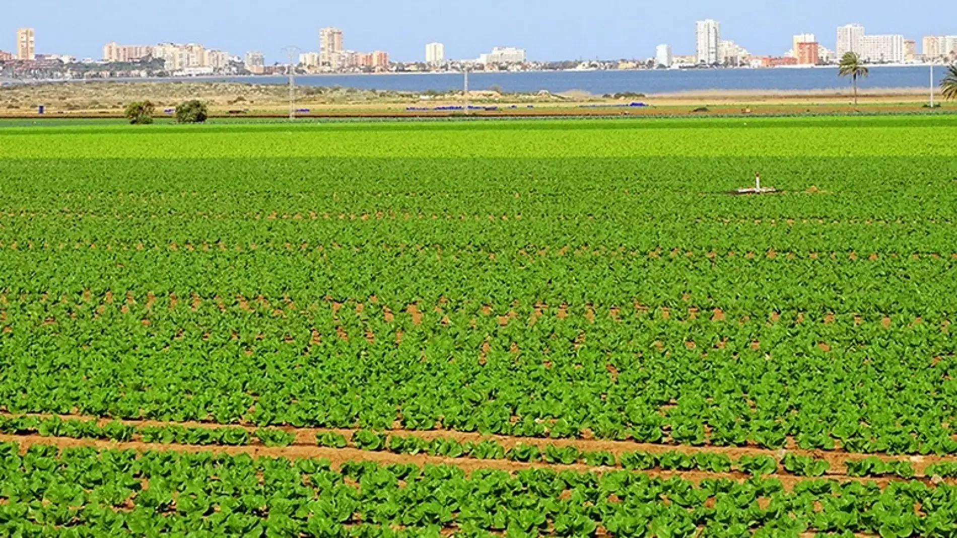 Agricultura campo de Cartagena