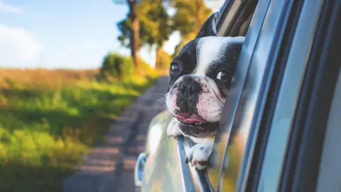 Perro viajando en un coche Perro viajando en un coche