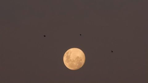 Luna de Nieve 