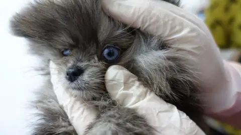 Encuentran perros muertos en un congelador y cachorros enfermos en una tienda de mascotas en Barcelona Encuentran perros muertos en un congelador y cachorros enfermos en una tienda de mascotas en Barcelona