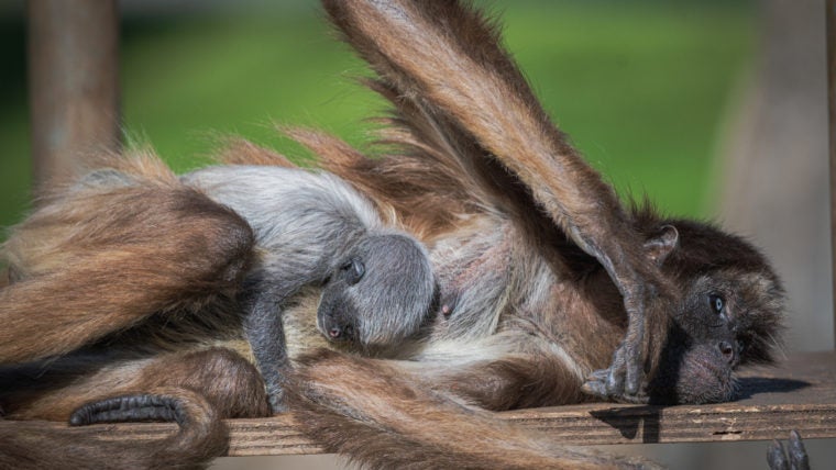 Nace en el Zoo de Barcelona una mona araña, una especie en peligro crítico de extinción Nace en el Zoo de Barcelona una mona araña, una especie en peligro crítico de extinción