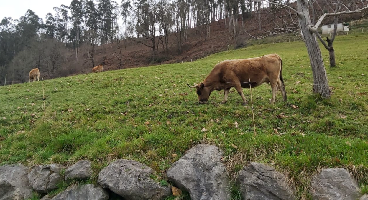 "Es necesario que nuestros ganaderos reciban precios rentables por la leche y la carne" "Es necesario que nuestros ganaderos reciban precios rentables por la leche y la carne"