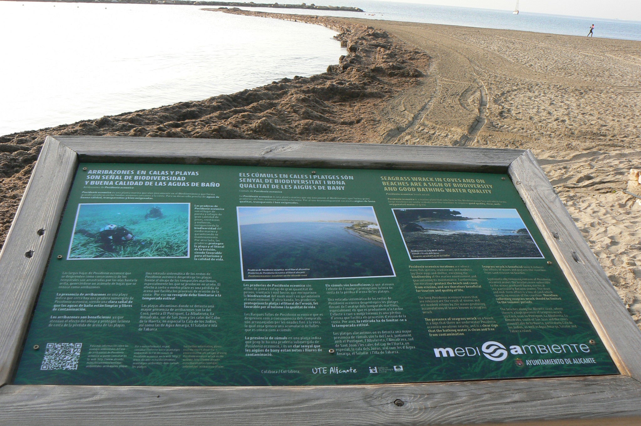 Medio Ambiente inicia en marzo una campaña para proteger la Posidonia y los arribazones de calas y playas Medio Ambiente inicia en marzo una campaña para proteger la Posidonia y los arribazones de calas y playas