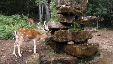 Parque Faunístico Lacuniacha Parque Faunístico Lacuniacha