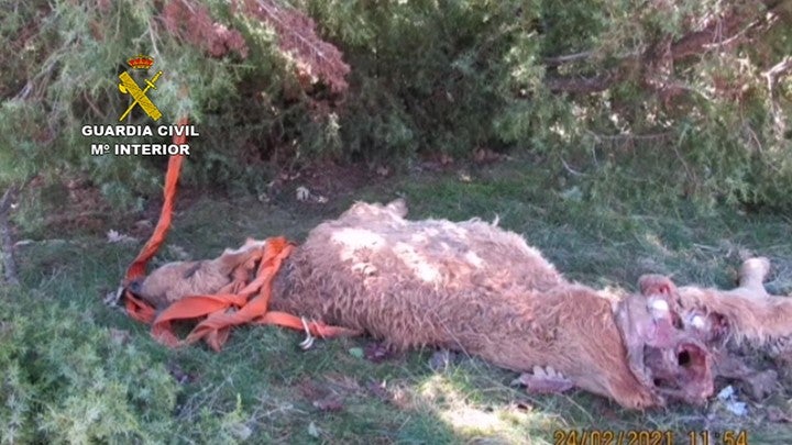 La Guardia Civil investiga a dos personas que fueron sorprendidas in fraganti cazando lobos La Guardia Civil investiga a dos personas que fueron sorprendidas in fraganti cazando lobos