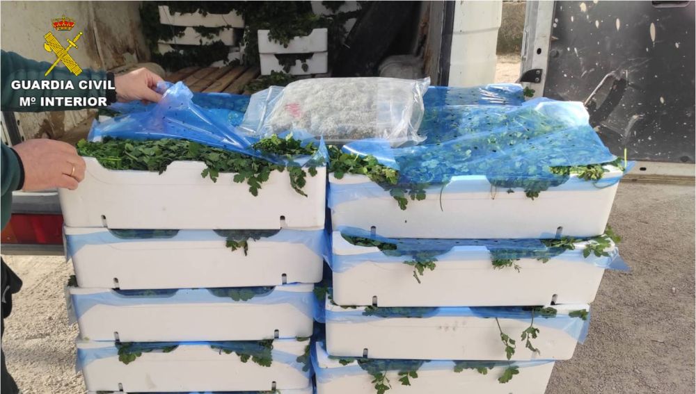 Cajas de perejil en las que los detenidos ocultaban la marihuana.