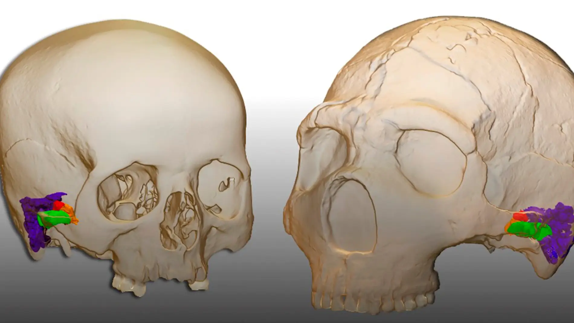 Investigadores españoles confirman que los neandertales hablaban como nosotros